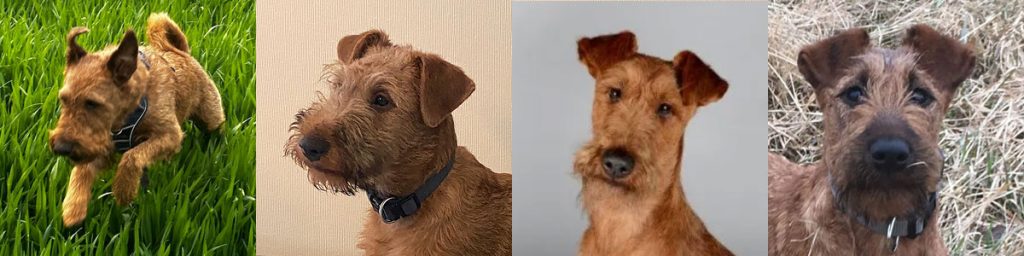Irish Terrier Zuchststätte, Irish Terrier vom Klustebach - Nachzucht Bildleiste