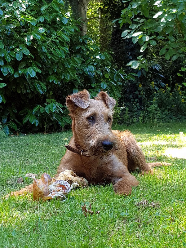 Bildergalerie Irish Terrier im Garten