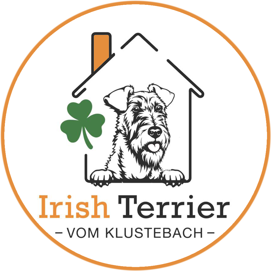 Irish Terrier vom Klustebach