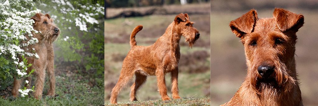 Irish Terrier Zuchststätte Irish Terrier vom Klustebach Dizzy'S Rihanna a.k.a. Rosa